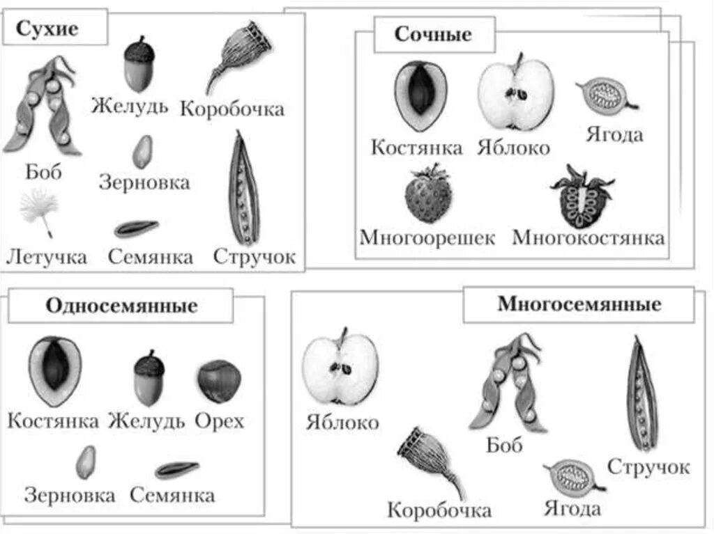 Заполните таблицу типы плодов. Типы сухих односемянных плодов. виды плодов сочные односемянные. классификация плодов сочные односемянные и многосемянные. классификация плодов односемянные сухие.