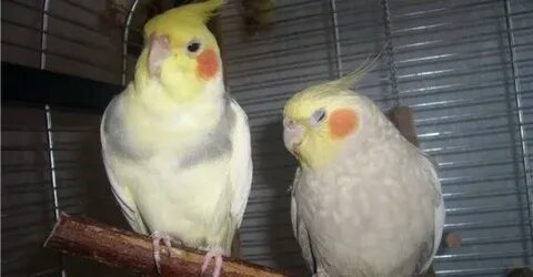Самка кореллы зовет самца