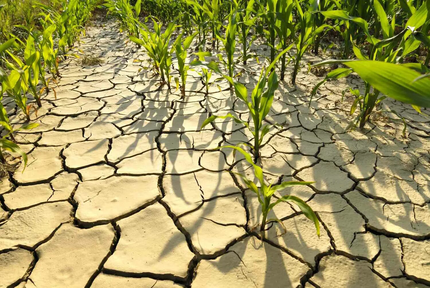 Dry plants. Засуха. Засуха растений. Изменение климата засуха. Засуха в Молдове.