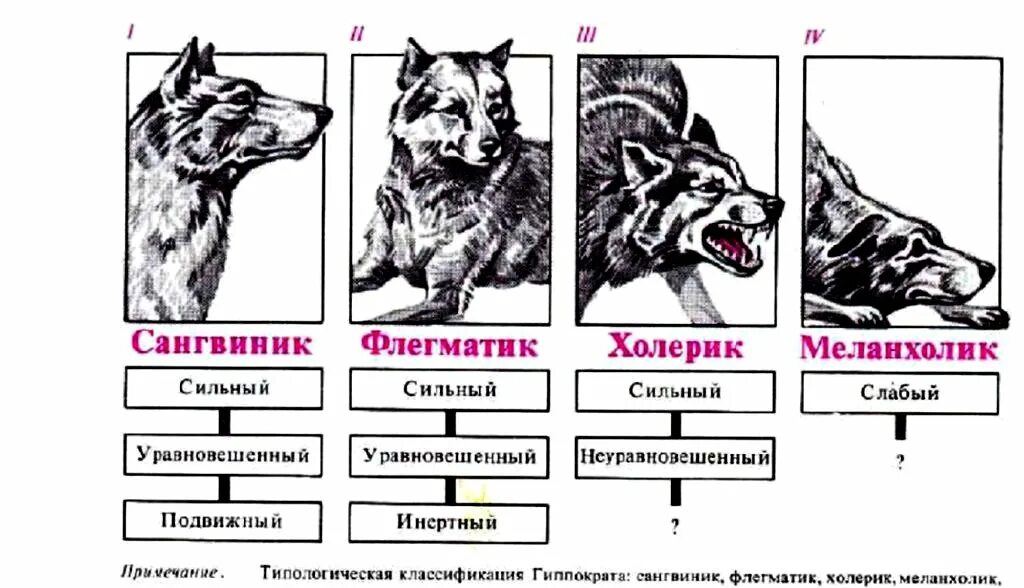 Типы ВНД по Павлову схема. Типы нервной деятельности у собак. Типы ВНД собак таблица. Высшая нервная деятельность собак таблица. Типах темперамента и п павлова