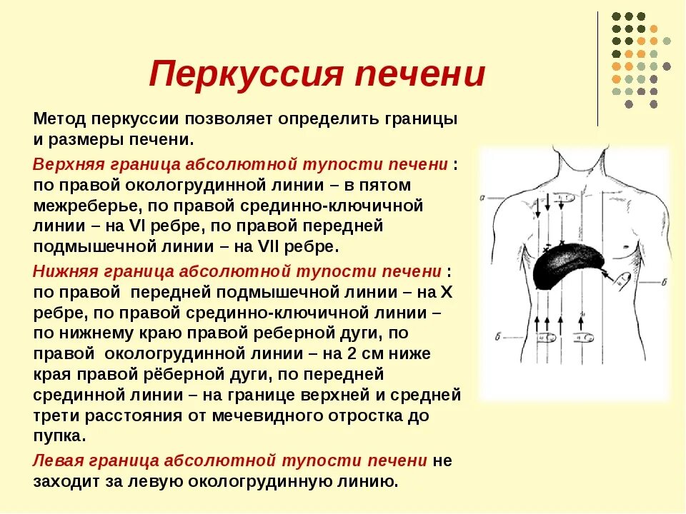 Определение границ печени алгоритм. Перкуссия границ печени алгоритм. Перкуссия печени Образцову-Стражеско. Перкуссия печени алгоритм. Селезенка по курлову