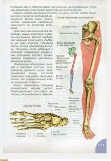 Кость в составе пояса нижних конечностей