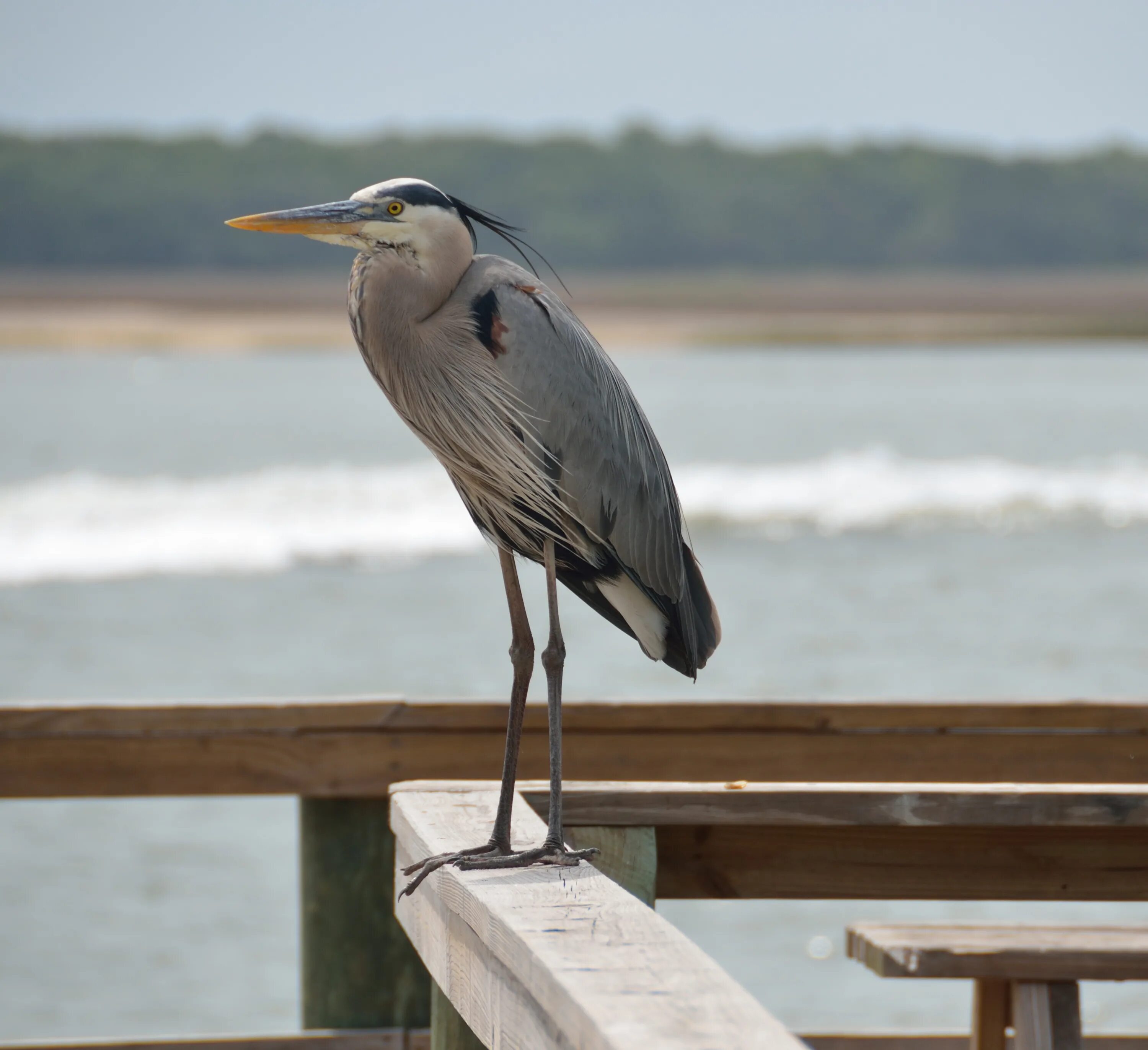 Оперение болотных птиц. Great Blue Heron птица. Эгрета цапля. Серая цапля. Серая цапля Севастополь.