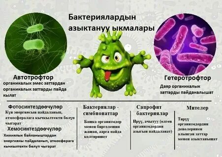 Способы питания бактерий схема