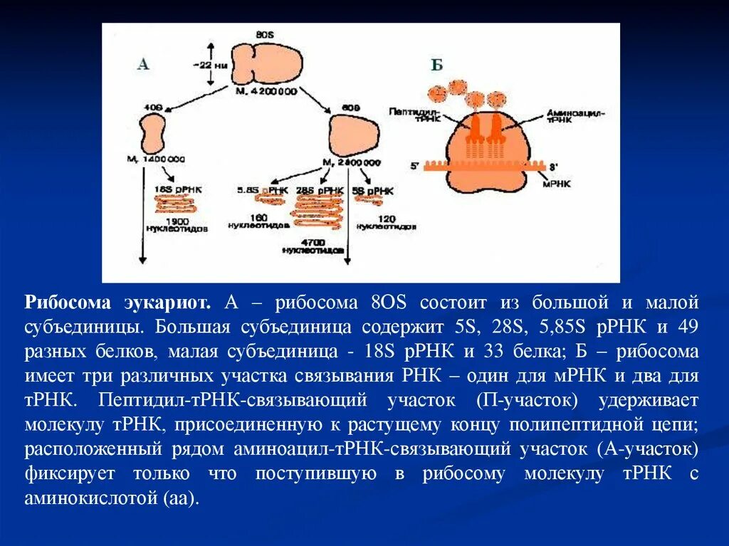 Взаимосвязь ядра и рибосом. Строение малой субъединицы рибосомы. Субъединицы рибосом функциональные участки рибосомы. Большая и малая субъединицы рибосом. Рибосома эукариот состоит из.