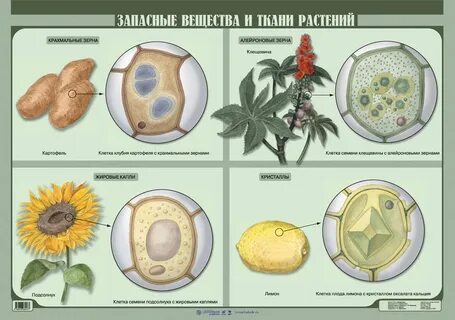 Растительных веществ