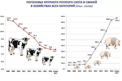 Сколько голов скота