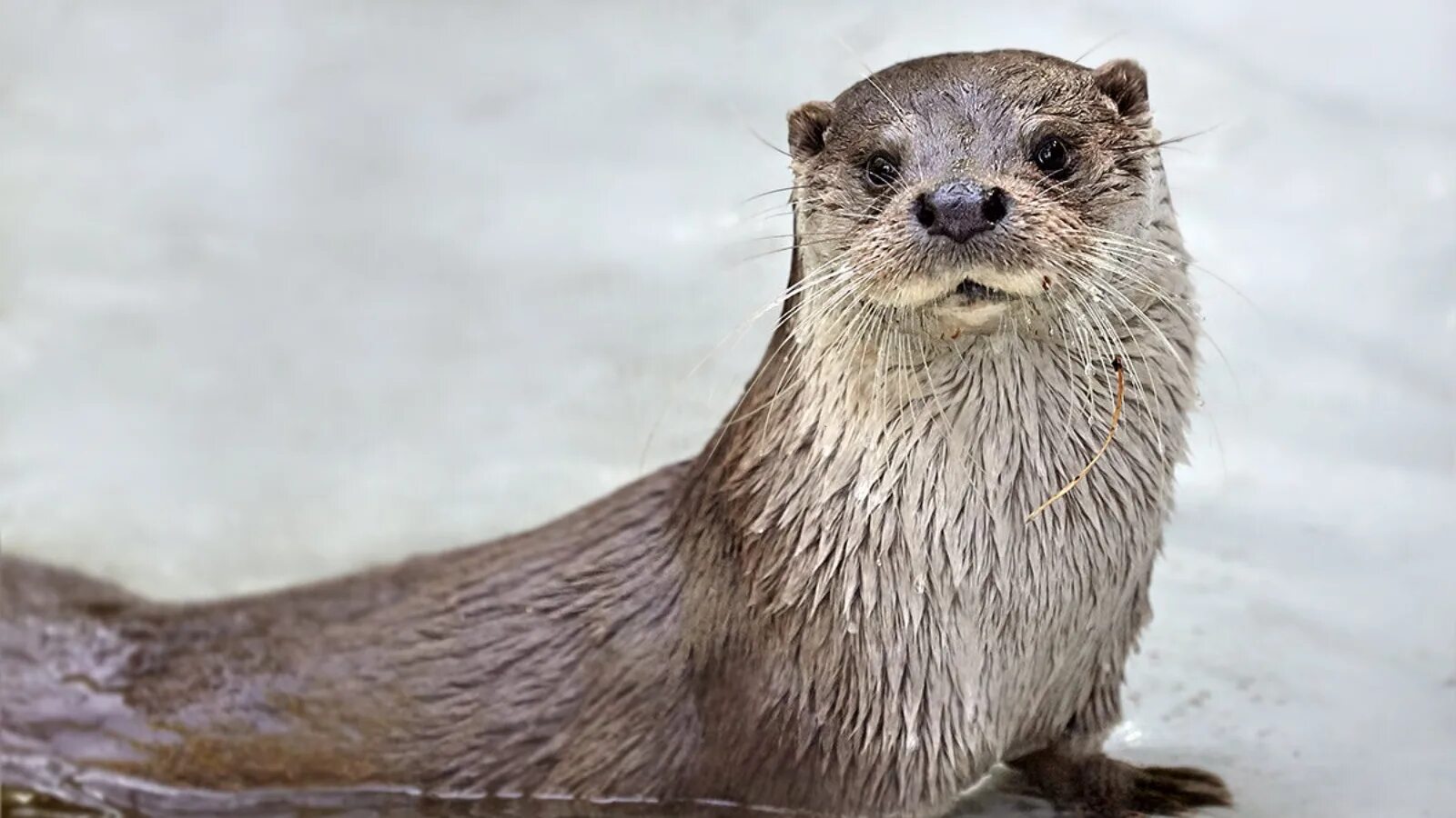 Download wallpaper 1280x720 otter, wet, grass hd, hdv, 720p hd background