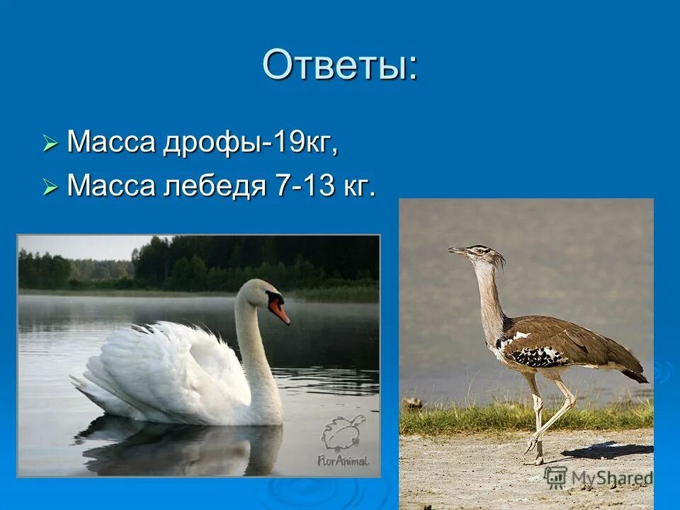 Сколько весит лебедь. Самая тяжелая птица. Лебедь размах крыльев. Вес лебедя.