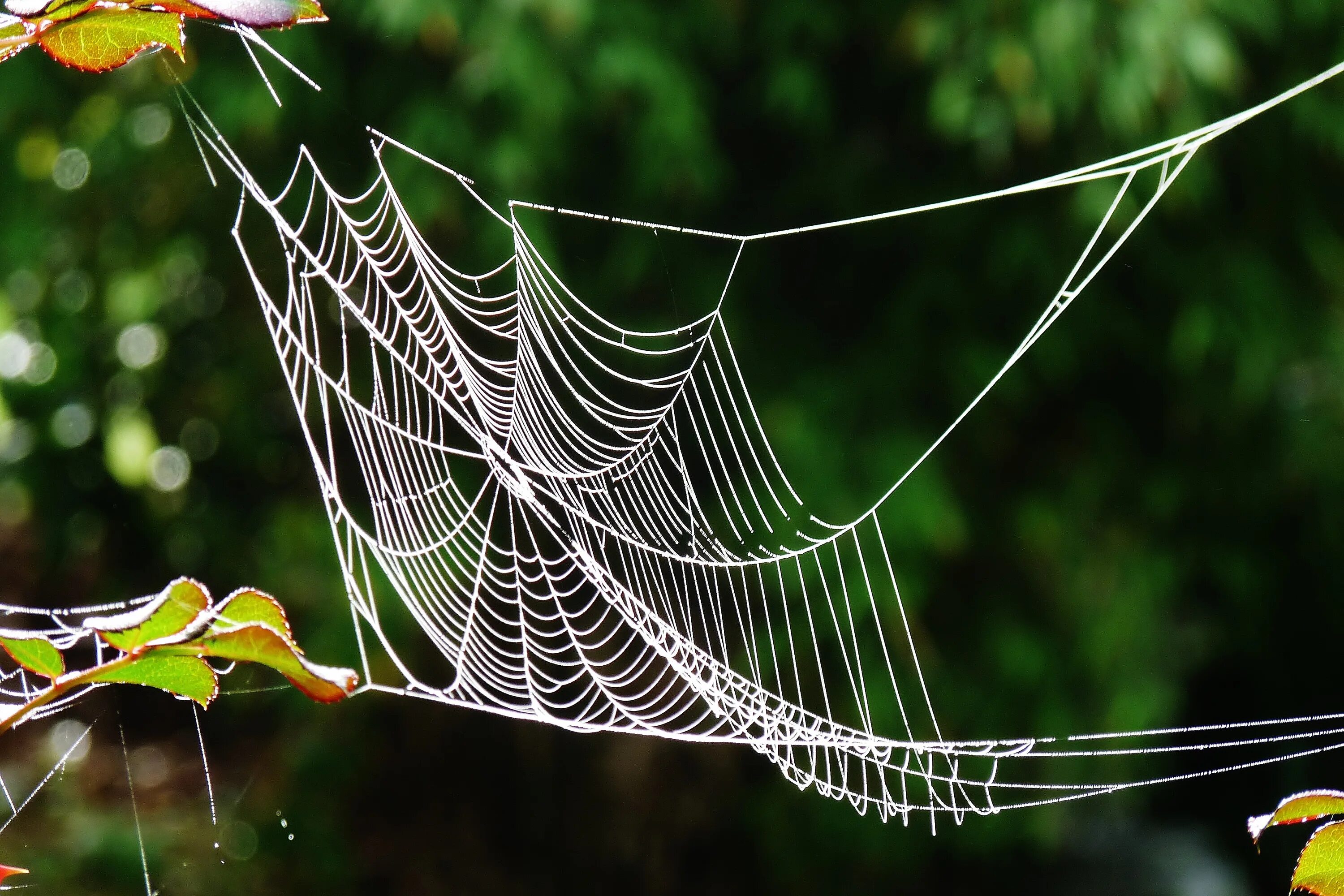 Паутина. Красивая паутина. Паутина. Паутина на колене. Паук на паутине.