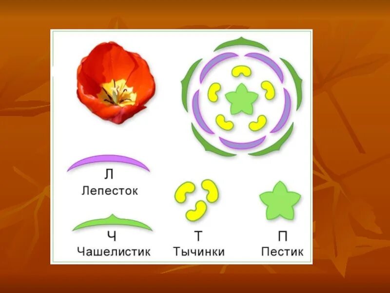 Диаграмма цветка крестоцветных. Семейство крестоцветные диаграмма цветка. Крестоцветные схема и формула цветка. Диаграмма цветка крестоцветных схема. Формула дика