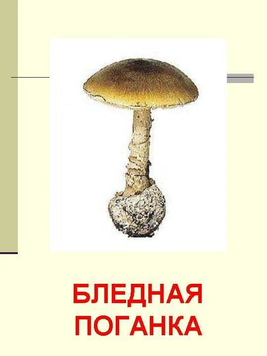 Колпак кольчатый и бледная поганка. Бледная поганка для детей. Ядовитые грибы бледная поганка и описание. Бледная поганка гриб стих. Бледная поганка строение гриба.