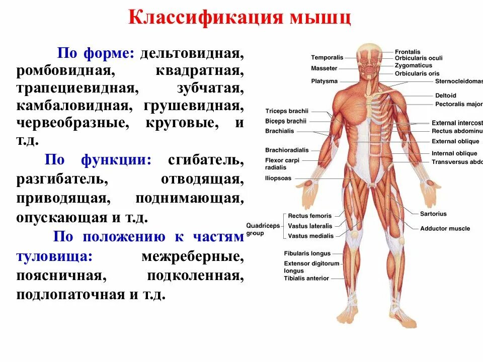 Назовите функции мышц