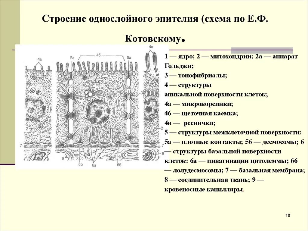 Строение и характеристика эпителиальных. Однослойный эпителий строение. строение клетки однослойного эпителия. схема строения однослойного эпителия. однослойный эпителий схема.