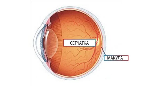 Внутренняя оболочка глаза сетчатка. Макула дистрофия сетчатки глаза. Внутренняя оболочка (сетчатка глаза) слои. Внутренняя оболочка сетчатка строение.