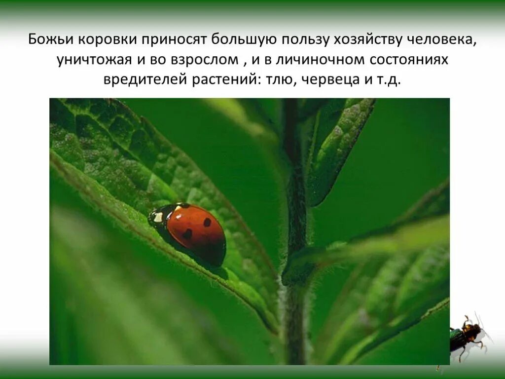 Божья коровка фото. Листва с божьей коровкой. Божьи коровки. Божья коровка и тля. Божья коровка на клубнике.