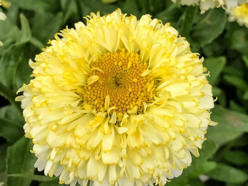 Нивяник гольдрауш. Ромашка (нивяник) луна. Нивяник реал глори. Нивяник гибридный 'real glory'. Нивяник гольдрауш.