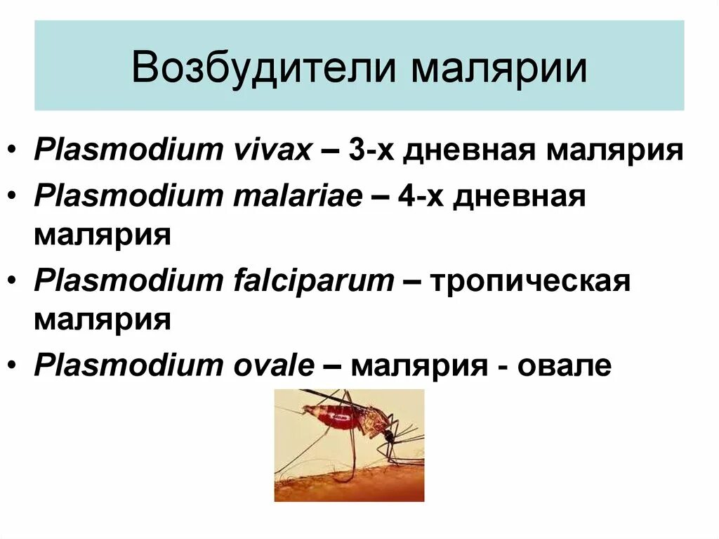 Малярийный комар возбудитель заболевания. 4 Дневная малярия. Малярия возбудитель. Малярия возбудитель болезни. Основной механизм передачи возбудителя малярии