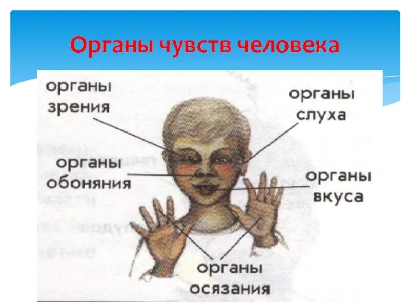 Название органов чувств. Органы чувств. Органы органов чувств человека. Органы чувств у человека названия. Функции органов чувств человека.