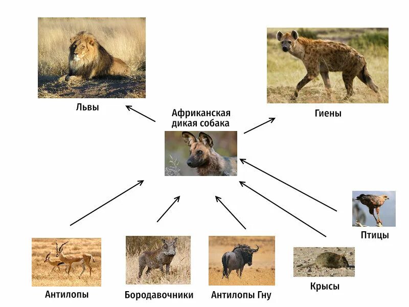 Лис плотоядный или всеядный. Всеядные Дикие животные. Дикие животные хищники и травоядные. Всеядные животные строение. Всеядные животных для дошкольников.