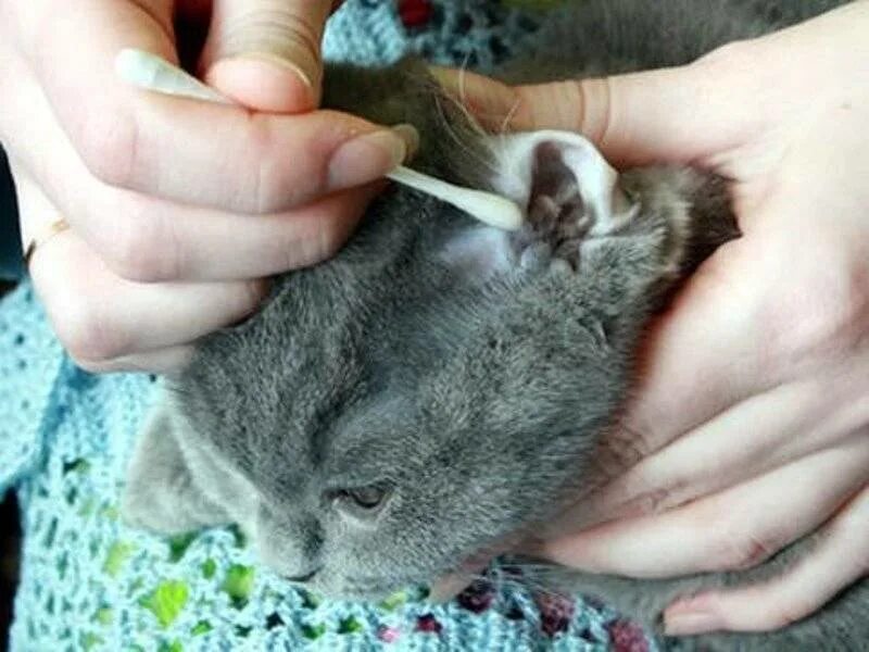 Как почистить уши котенку