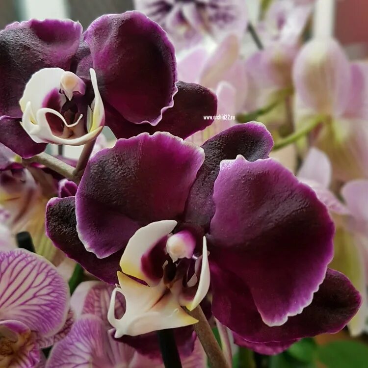 Phalaenopsis Black Jack