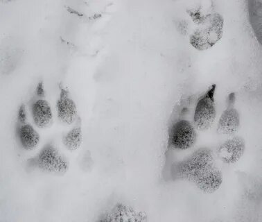 Следы собаки на снегу.