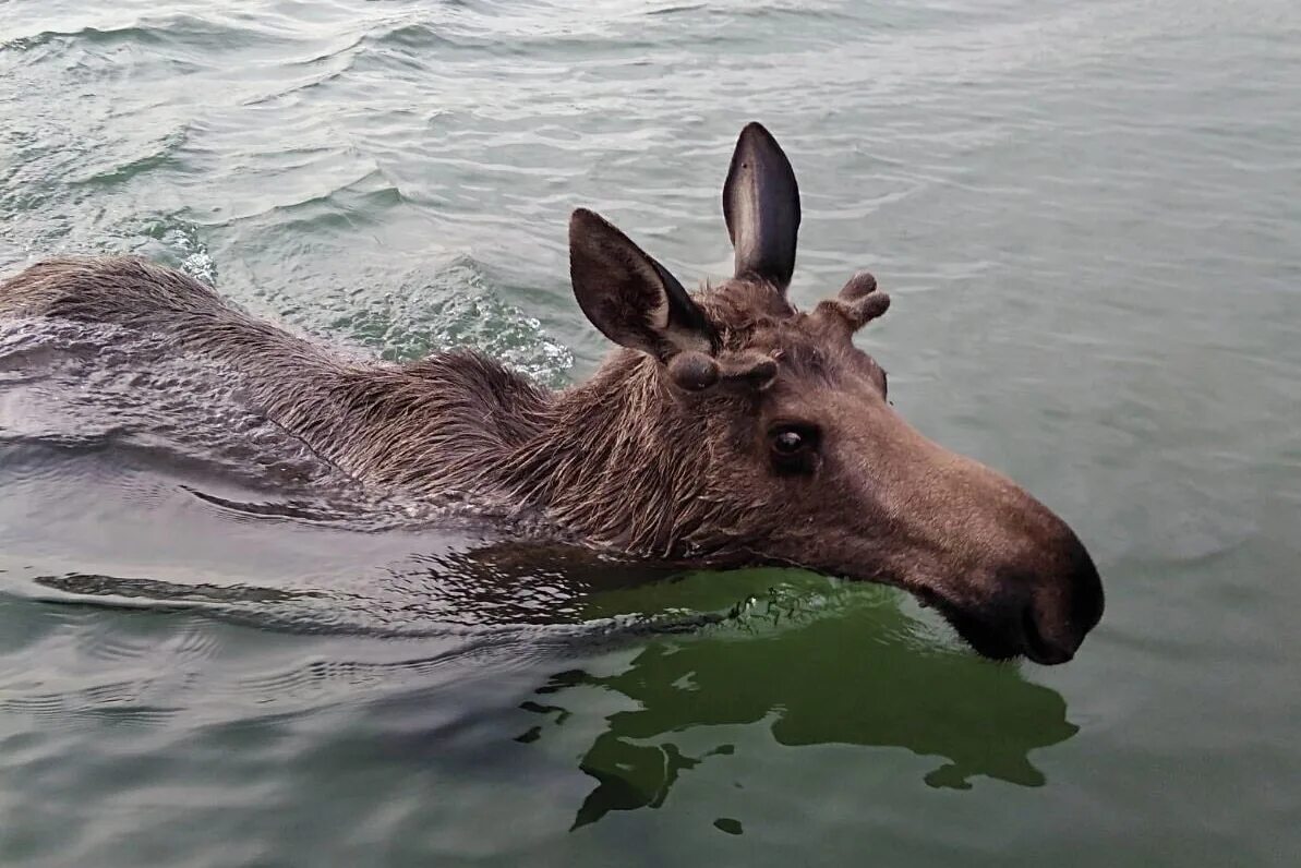 Лось плавает. Лось в воде. Переплывает озеро на Лосе. Лось плывет