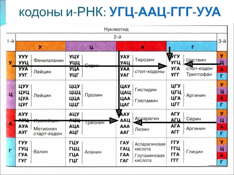 Кодоны т рнк комплементарны триплетам. Стоп кодоны в таблице генетического кода. таблица кодонов днк. таблица кодонов ирнк. кодоны аминокислот.