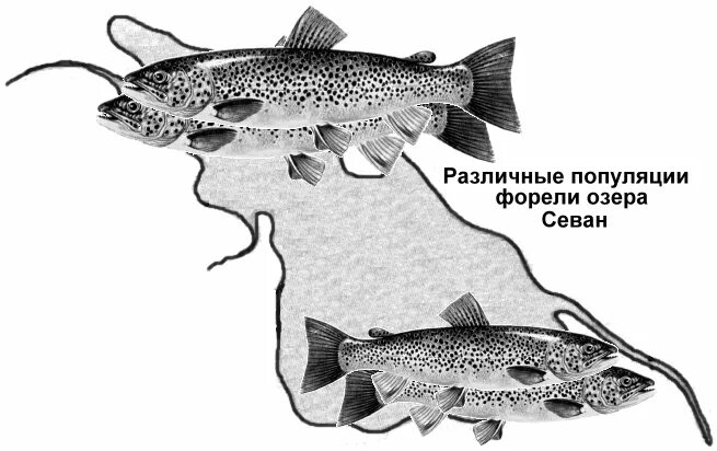 Изоляция севанской форели. Севанская форель экологическая изоляция. Севанская форель видообразование. Форель в озере Севан экологическое видообразование. Форель озера Севан видообразование.