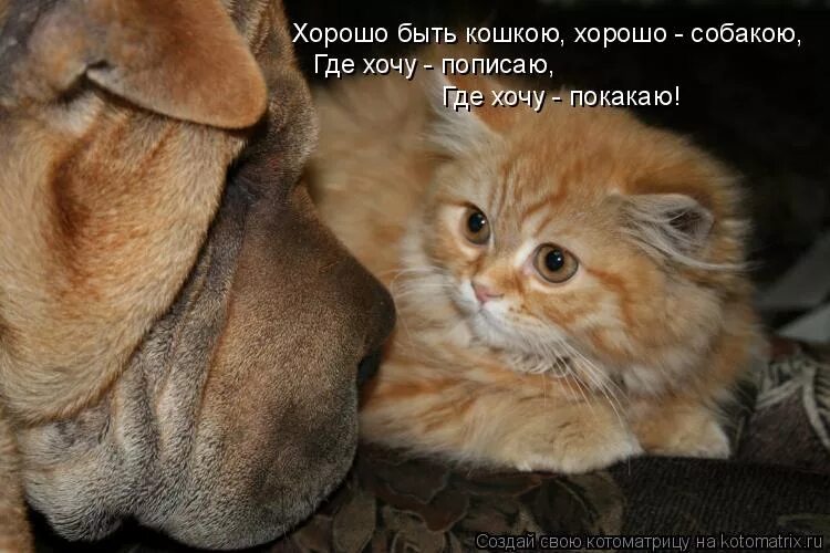 хорошо быть кошкою хорошо собакою где хочу. хорошо быть птичкою хорошо собакою. хорошо быть кошкою хорошо собакою где хочу пописаю где. хорошо быть кисою хорошо собакою. хорошо быть кисою хорошо собакою где.