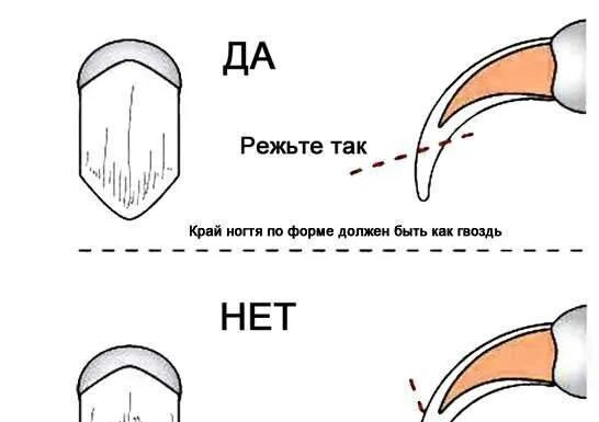 Как подрезать клюв попугаю. Подстричь когти попугаю волнистому. как обрезать когти попугаю волнистому. как подстричь ногти попугаю. стригут ли когти попугаям.