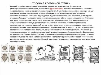 Пластины клетки