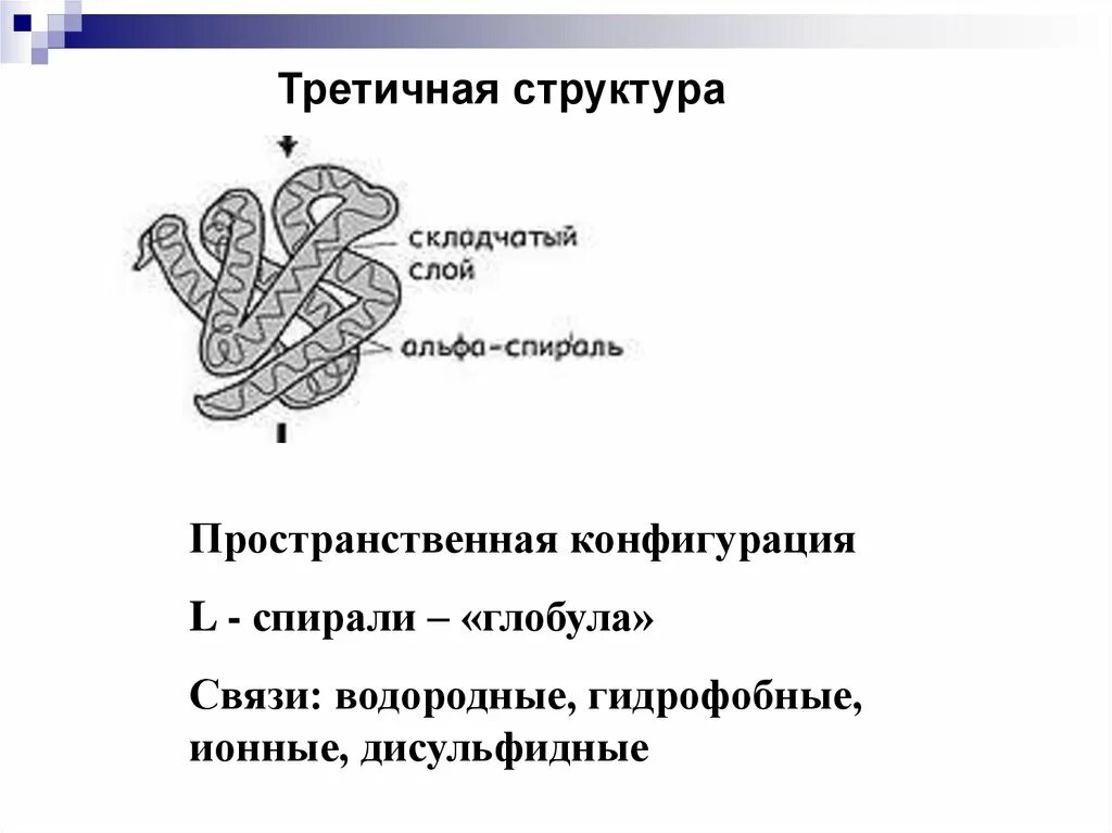 Гидрофобные радикалы повернуты внутрь глобулы. Третичная структура глобула водородные гидрофобные. Дисульфидные связи в глобуле. Дисульфидные ионные гидрофобные. Пространственная структура глобула.