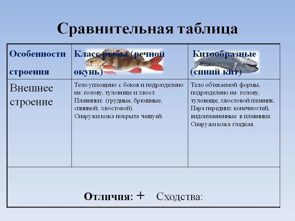 Сравнение ланцетника с рыбой. Особенности строения рыб. Таблица строение рыб. Признаки строения рыб. Класс рыбы таблица.