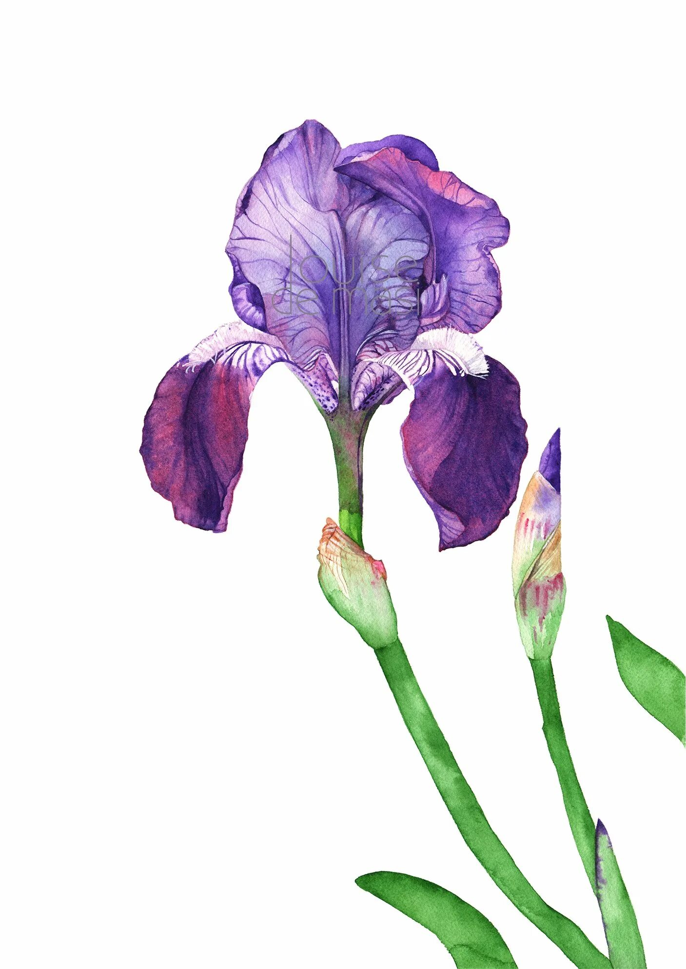 Iris x graphics
