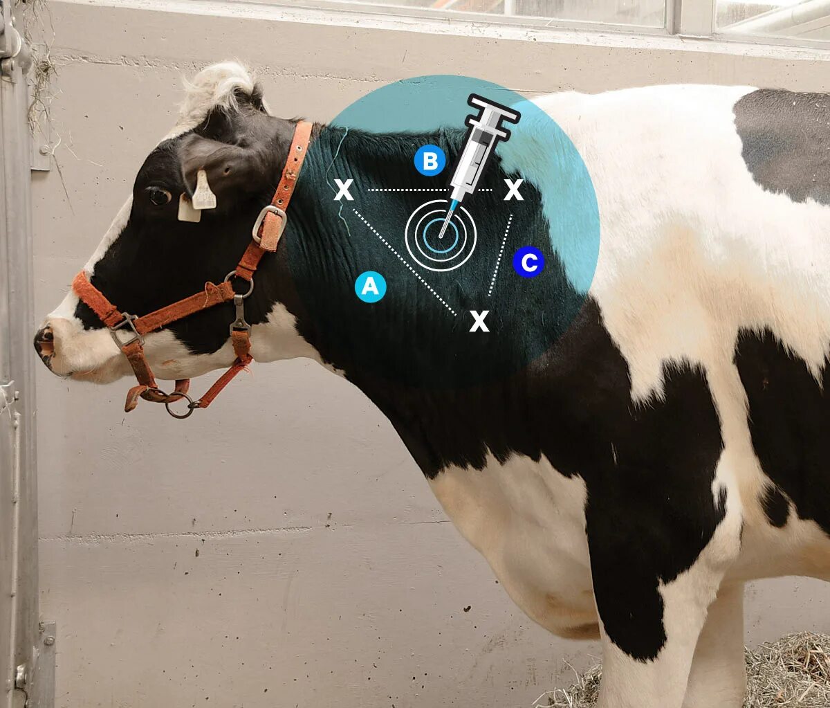 Как колоть корову