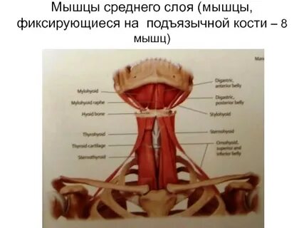 Мышцы среднего слоя
