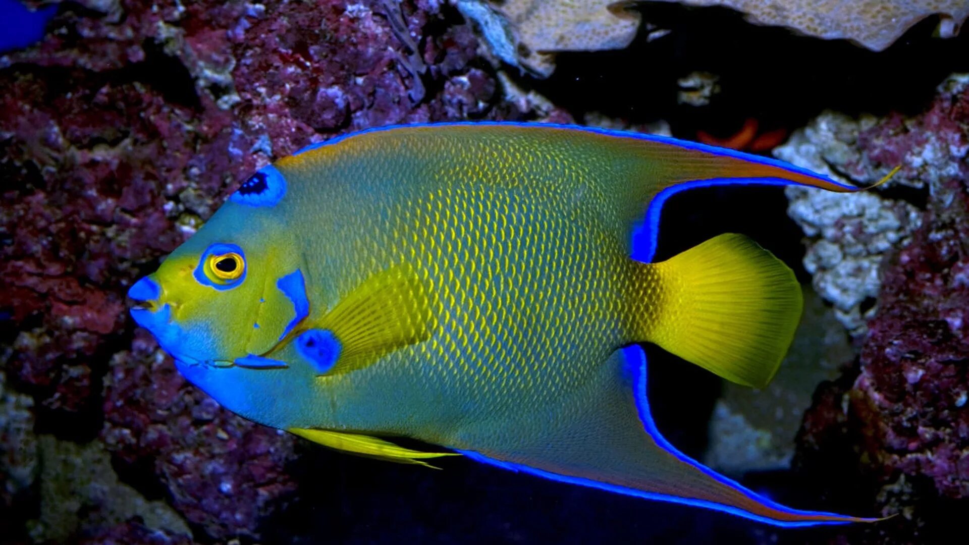 Картинки рыб. Holacanthus ciliaris. Рыба Королевский спинорог. Центропиг Эйбла-Эйбесфельдта. Королевский спинорог желтый.