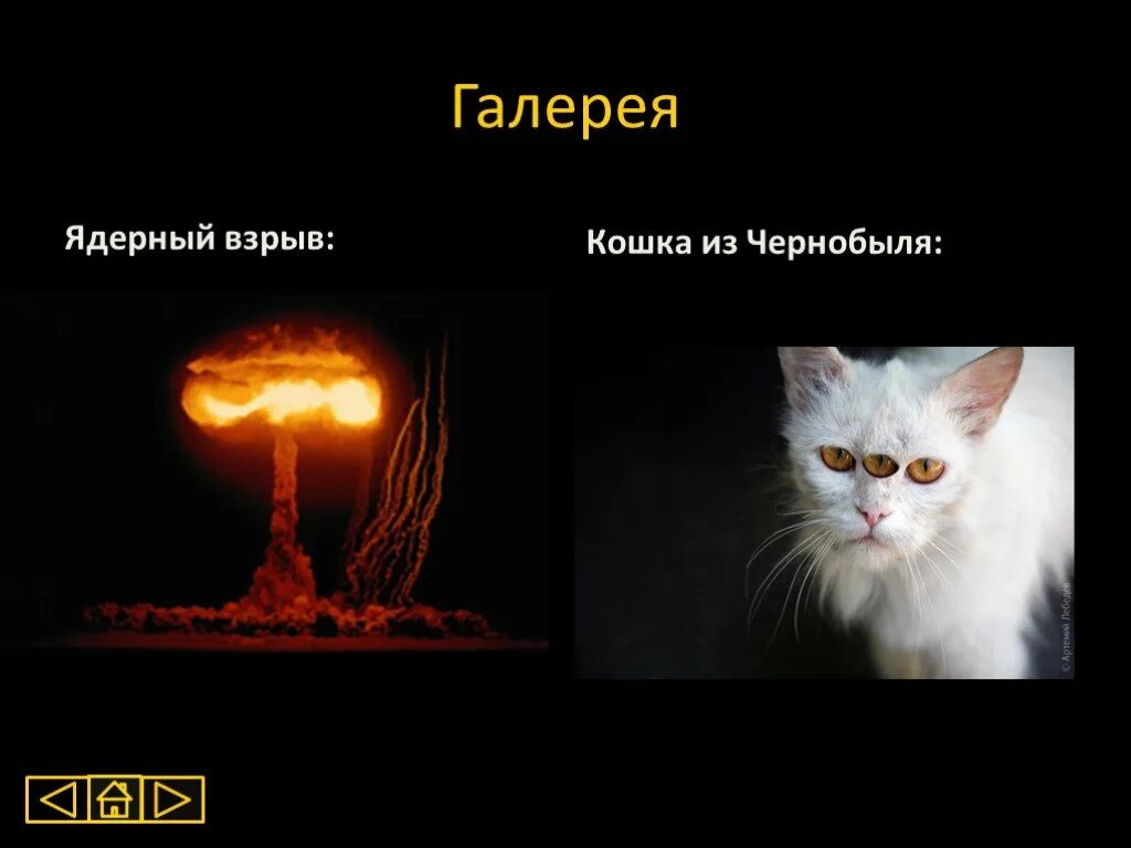 Взорви кошку