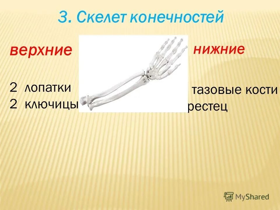 Скелет конечностей 8 класс. Скелет конечностей 8 класс
