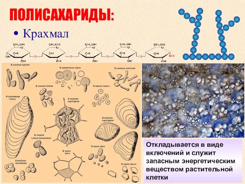Запасной углевод откладывается в клетках. Полисахарид в растительной клетке это. запасные вещества растений. углеводы в растительных клетках откладываются в виде. крахмал в растительной клетке.