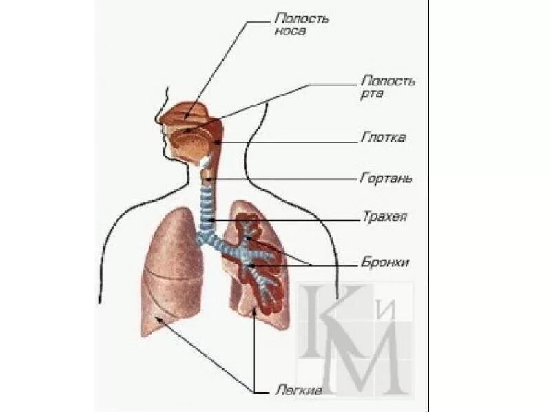 Органы дыхания. Дыхательная система рисунок. Ход воздуха в легкие. Движение воздуха по дыхательным путям.