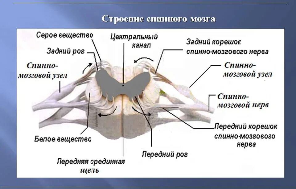 Говяжий спинной мозг - CoffeePapa.ru