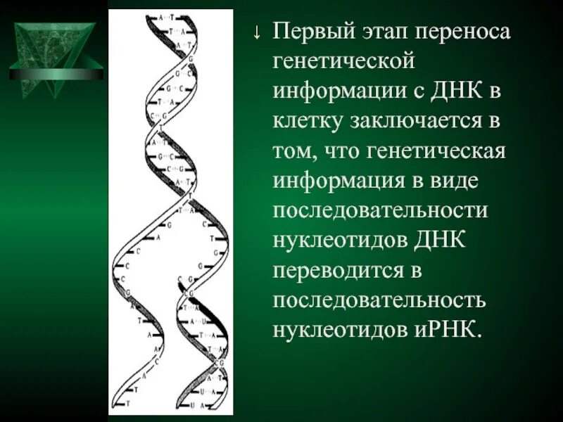 Этапы генетической информации. Виды переноса генетической информации. Буклет реализация генетической информации. Наследственный перенос