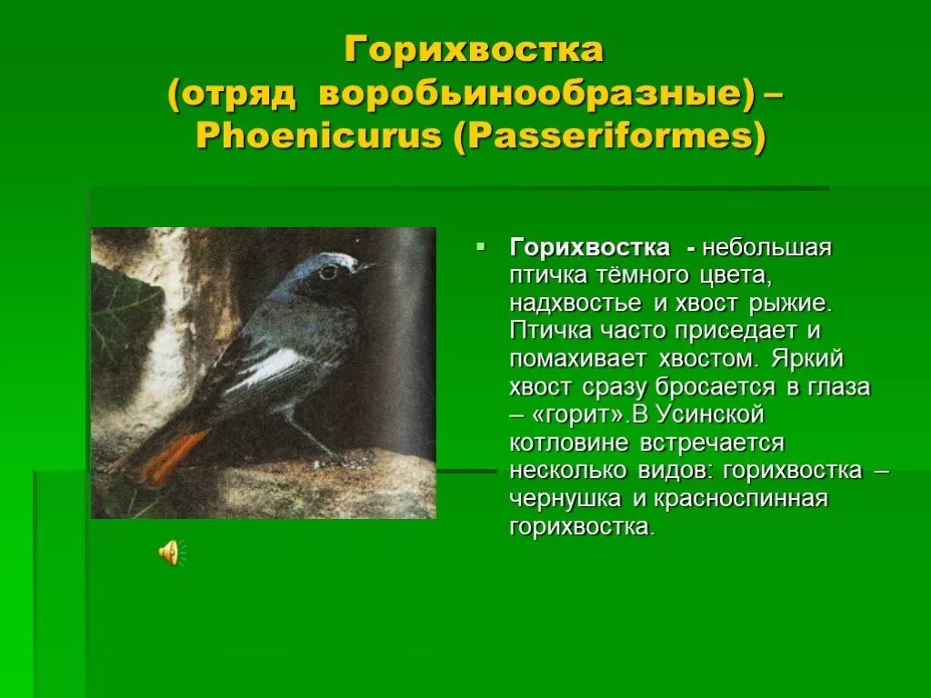 Установите последовательность отряд воробьинообразные. Воробьинообразные презентация. представители отряда воробьинообразных. отряд воробьинообразные презентация. воробьинообразные птицы сообщение.
