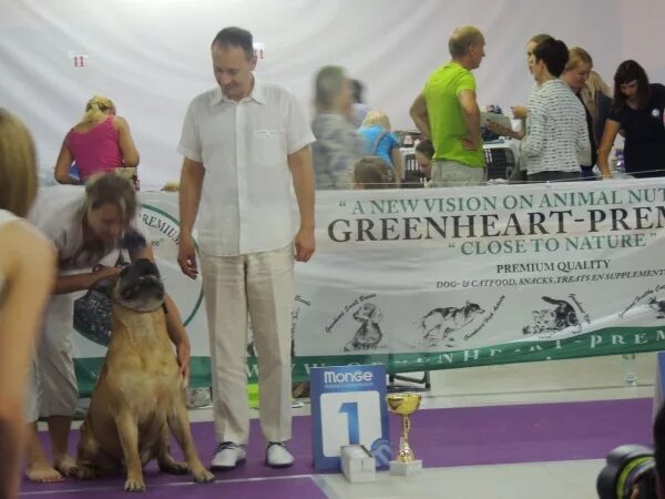 На выставке собак. Чайна Таун выставка собак. Выставка в Чайна Таун собак 2022. Торгово-развлекательный центр "Чайна Таун" выставка собак.