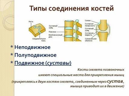 Кости таза соединены между собой подвижно