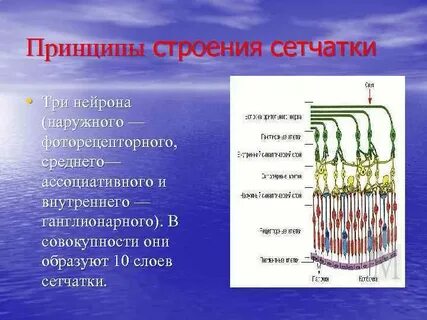 Принцип строения