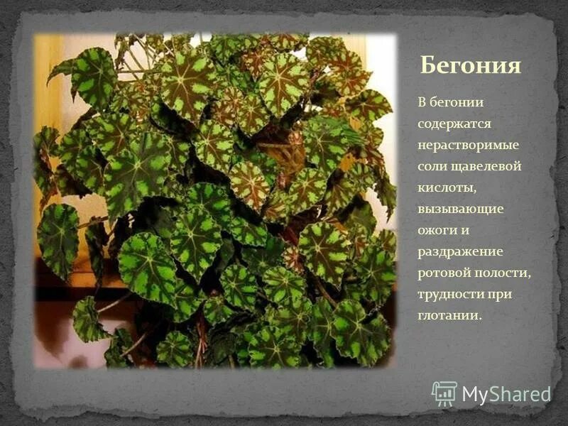 Бегония значение. Бегония тигровая мелколистная. бегония бауэра тигровая. лист бегония тигровая. бегония бугорчатая.